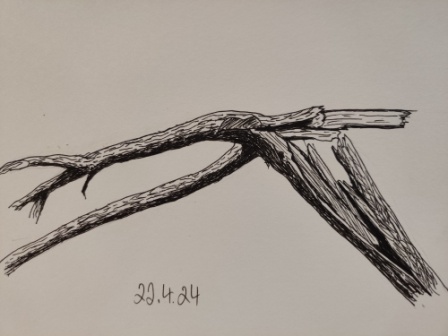 Umgestrzer Baum im Nymphenburger Park 2023